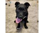 Adopt Harley a Pit Bull Terrier, Labrador Retriever