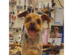 Adopt Spencer a Yorkshire Terrier