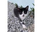 Adopt Pepe Le Pew a Domestic Short Hair