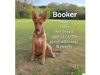 Adopt Booker a Mixed Breed
