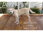 Adopt Derek a Labrador Retriever, Mixed Breed