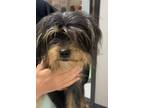Adopt Sweetie Petey a Yorkshire Terrier, Mixed Breed
