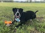 Adopt Bubba a Staffordshire Bull Terrier, Mixed Breed