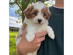Cavapoo Puppy for sale in Elburn, IL, USA