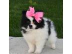Pomeranian Puppy for sale in Lambertville, MI, USA