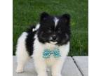 Pomeranian Puppy for sale in Lambertville, MI, USA