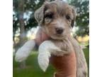 Mutt Puppy for sale in Burke, SD, USA