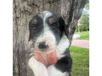 Mutt Puppy for sale in Burke, SD, USA