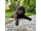 Goldendoodle Puppy for sale in Griggsville, IL, USA