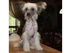 Chinese Crested Puppy for sale in Wolf Creek, OR, USA