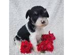 Schnauzer (Miniature) Puppy for sale in Woodburn, IN, USA