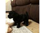 Poodle (Toy) Puppy for sale in Brandon, MS, USA