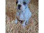 French Bulldog Puppy for sale in Sweet Home, OR, USA