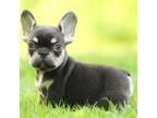 French Bulldog Puppy for sale in Star City, AR, USA