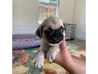 Pug Puppy for sale in Fairfield, CA, USA