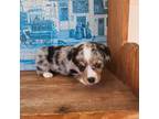 Cardigan Welsh Corgi Puppy for sale in Enid, OK, USA