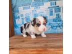 Cardigan Welsh Corgi Puppy for sale in Enid, OK, USA