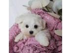 Maltese Puppy for sale in Geneva, NY, USA