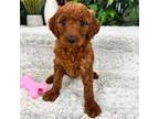 Goldendoodle Puppy for sale in Greenfield, IN, USA
