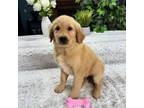 Golden Retriever Puppy for sale in Greenfield, IN, USA