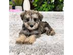 Schnauzer (Miniature) Puppy for sale in Greenfield, IN, USA