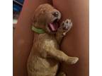 Goldendoodle Puppy for sale in Bakersfield, CA, USA