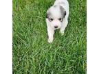 Great Pyrenees Puppy for sale in Roseville, MI, USA