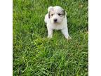 Great Pyrenees Puppy for sale in Roseville, MI, USA