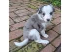 Border Collie Puppy for sale in Indianapolis, IN, USA