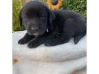 Labrador Retriever Puppy for sale in Victorville, CA, USA