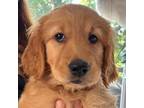Golden Retriever Puppy for sale in Bristow, VA, USA