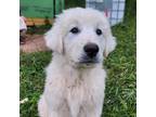 Great Pyrenees Puppy for sale in Bovina Center, NY, USA