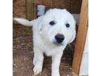 Great Pyrenees Puppy for sale in Bovina Center, NY, USA