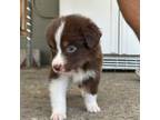Australian Shepherd Puppy for sale in Ceres, CA, USA