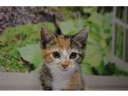 Clementine Domestic Shorthair Kitten Female