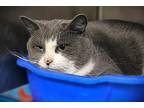 Mick Domestic Shorthair Adult Male