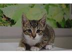 Ren Domestic Shorthair Kitten Male