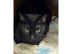 Moon Domestic Shorthair Young Male
