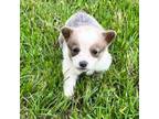 Pembroke Welsh Corgi Puppy for sale in Clayton, OK, USA