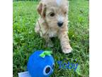 Mutt Puppy for sale in Middlefield, OH, USA