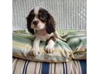 Cavalier King Charles Spaniel Puppy for sale in Soddy Daisy, TN, USA