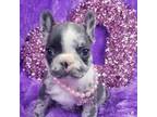 French Bulldog Puppy for sale in Troy, OH, USA