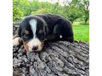 Bernese Mountain Dog Puppy for sale in Griggsville, IL, USA