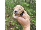 Mutt Puppy for sale in Spartanburg, SC, USA