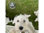 Schnauzer (Miniature) Puppy for sale in Fairmount, IN, USA