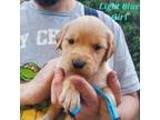 Golden Retriever Puppy for sale in Merrill, OR, USA