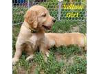 Golden Retriever Puppy for sale in Merrill, OR, USA