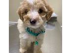 Mutt Puppy for sale in Charlotte, NC, USA