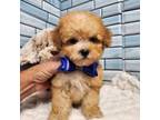 Maltipoo Puppy for sale in Spraggs, PA, USA