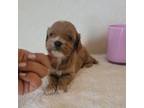 Cavapoo Puppy for sale in Davie, FL, USA